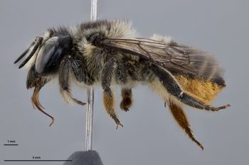 Media type: image;   Entomology 610886 Aspect: habitus lateral view